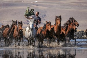 Kayseri'de, Erciyes Dağı'nın eteklerinde yaşayan yılkı atları, fotoğraf tutkunlarının gözdesi oldu.