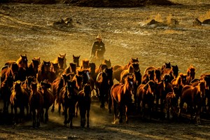 Fotoğrafçılar, sürü halinde koşan atların tozu dumana kattığı yollarda, gün batımının kızıllığıyla birlikte ortaya çıkan eşsiz manzaraları ölümsüzleştirmek için çaba sarf ediyor.