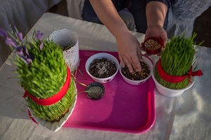 "Baharın müjdecisi" olarak kabul edilen ve 21 Mart'ta kutlanan Nevruz Bayramı'nın asırlık geleneklerinin başında gelen, rengarenk küçük kaplarda buğday, mısır ve nohut gibi tahıl yetiştirilme geleneği olan semeni, Anadolu'da halen yaşatılıyor 