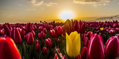 Konya'nın muhteşem lale tarlaları