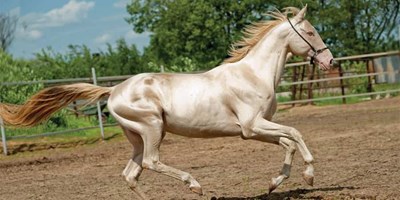 Dünyaya nam salmış Türk Atı: Ahal Teke