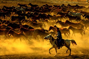 Hörmetçi ve Sultan Sazlığı ile Soysallı Mahallesi'nde sürüler halinde görülen yılkı atları, fotoğrafseverlerin renkli karelerle buluşmasını sağlıyor.