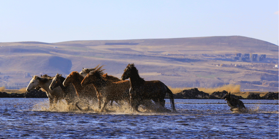 erciyes-eteklerinde-yilki-atlari