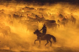 Kayseri'de, Erciyes Dağı'nın eteklerinde yaşayan yılkı atları, fotoğraf tutkunlarının gözdesi oldu. Fotoğrafçılar, sürü halinde koşan atların tozu dumana kattığı yollarda, gün batımının kızıllığıyla birlikte ortaya çıkan eşsiz manzaraları ölümsüzleştirmek için çaba sarf ediyor. Hörmetçi ve Sultan sazlığı ile Soysallı Mahallesi'nde sürüler halinde görülen yılkı atları, fotoğrafseverlerin renkli karelerle buluşmasını sağlıyor.