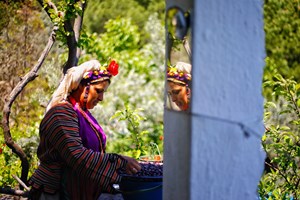 	Çomakdağ'da kadınlar ile kız çocuklarının rengarenk ipekten giysileri, altın takıları ve başlarına taktıkları çiçekler, köyü ziyaret eden yerli ve yabancı turistlerin ilgisini çekiyor