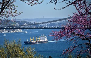 İstanbul Boğazı’nın iki yakasında yetişen mor salkım erguvanlar, baharın gelmesiyle şehre ayrı bir renk kattı. Anavatanı Güney Avrupa ve Batı Asya olarak bilinen erguvan ağaçları, Türkiye'de Ege ve Marmara bölgelerinde yoğun olarak görülüyor. Ilıman iklimde yetişen erguvan ağaçlar İstanbul Boğazı’nda ayrı bir güzellikte görünüyor.