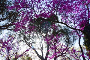 İstanbul’un rengi ve baharın müjdesi mor salkım erguvanlar, boğazı süsledi.