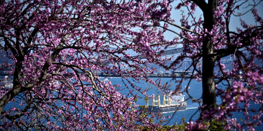 istanbul-bogazi-erguvanlarla-renklendi