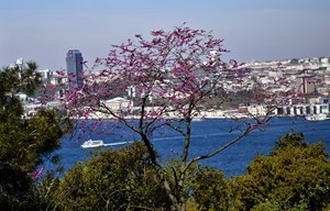 Osmanlı döneminde sayılarının azalması üzerine, padişah fermanıyla boğaza, erguvan ağacı dikilmesi emredilmiş. Osmanlı'da erguvanın güçlü dalları baston yapımında kullanılırken, mor, lila ve pembe arası çok özgün bir renge sahip erguvan çiçeklerinin eski İstanbul mutfağında salatalara renk ve lezzet kattığı da biliniyor.