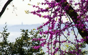 İstanbul’un rengi ve baharın müjdesi mor salkım erguvanlar, boğazı süsledi.