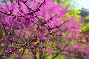  Hassas yapıya sahip olan erguvanlar insan eli değmediği için özellikle korularda daha sık görünüyor.