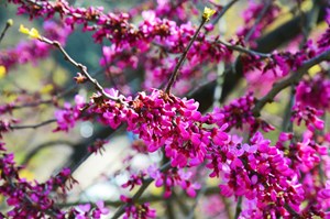 İstanbul’un rengi ve baharın müjdesi mor salkım erguvanlar, boğazı süsledi.