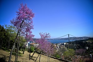 İstanbul’un rengi ve baharın müjdesi mor salkım erguvanlar, boğazı süsledi.