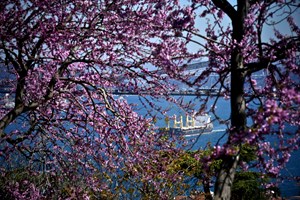 İstanbul Boğazı erguvanlarla renklendi.