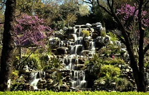  Hassas yapıya sahip olan erguvanlar insan eli değmediği için özellikle korularda daha sık görünüyor.