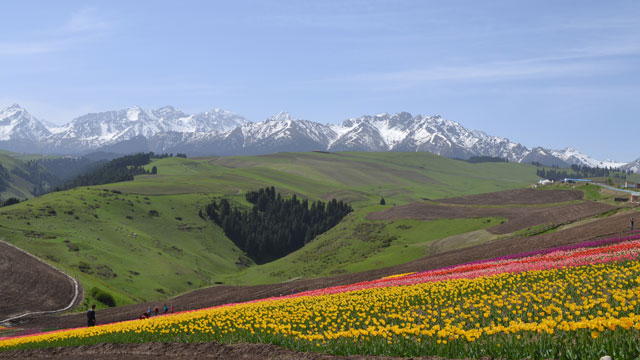 tanri-dagi-eteklerinde-lale-denizi