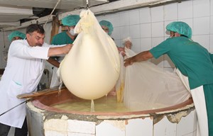 Türkiye'de peynir üretiminde önemli yere sahip Kars'ta, sabahın erken saatlerinde büyükbaş hayvanlarını 2 bin 400- 2 bin 840 rakımlı kekik ve zengin floralı yaylalara götürüp besleyen vatandaşlar, elde ettikleri doğal katkısız sütlerle gravyer peyniri yapıyor.
