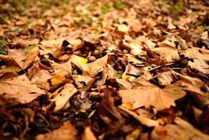 "Bosna-Hersek'te Sonbahar"