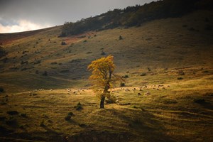 "Bosna-Hersek'te Sonbahar"