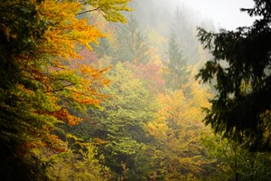 "Bosna-Hersek'te Sonbahar"