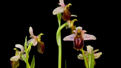 ari-orkideleri