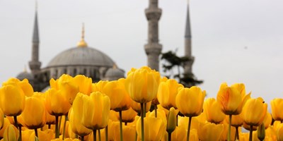 Türklerin dünyaya hediye ettiği hazine: Lale