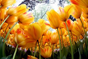 Hollanda'da da kısa sürede popüler hale gelen bu çiçeğin Kanada'nın başkenti Ottawa'ya geçmesiyle lale, tüm dünyada tanınır hale geldi. Bu uzun yolculuğunun son durağı olan Kanada'da, Hollanda'da ve Japonya'da, Anadolu'nun bu ünlü çiçeğinin adına her yıl festivaller düzenleniyor.