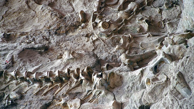 mogolistanda-120-milyon-yillik-dinozor-fosili-bulundu