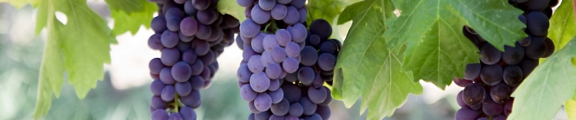 bereketin-adi-bagbozumu