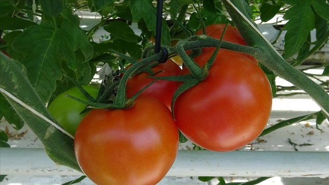 rusya-turkiyeden-domates-ithalat-kotasini-artirmaya-hazirlaniyor