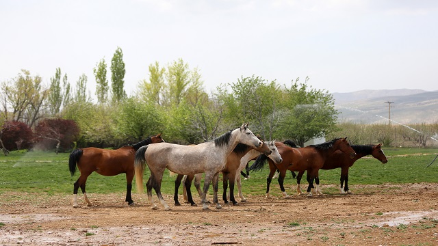 iranda-kaskay-turklerinin-yuzyillardir-yetistirdigi-asil-atlari-servet-degerind