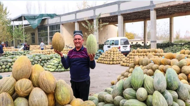 mis-kokusuyla-unlu-ozbek-kavunlari