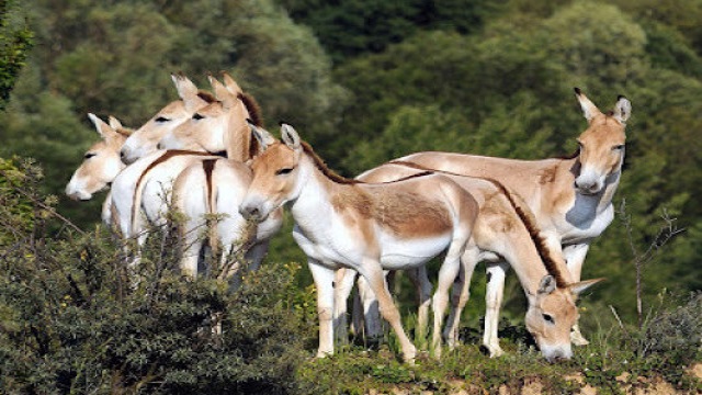 batiz-devlet-tabiati-koruma-alani