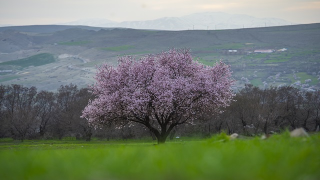 tarihin-dogayla-butunlestigi-cemisgezekte-ilkbahar-guzelligi