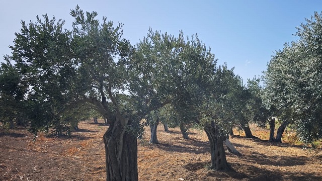 kktcde-ilk-kez-bir-zeytin-turu-ada-yerlisi-adiyla-tescil-edildi