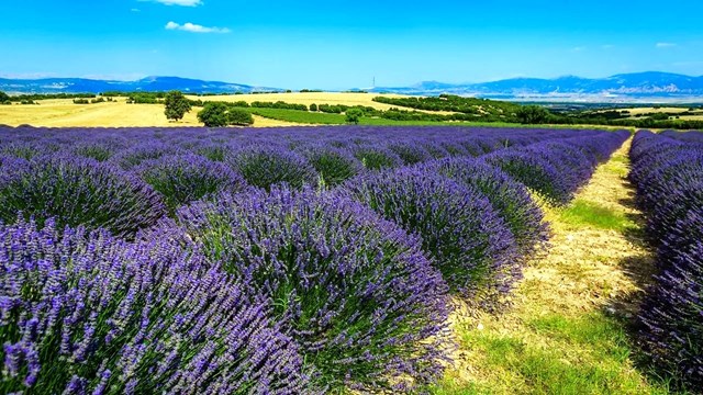 turkiye-de-lavanta-temali-kadin-tarim-ve-sanat-festivali-duzenlendi