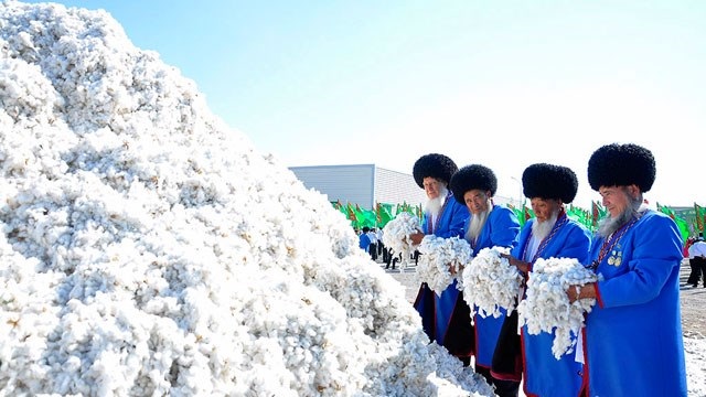 turkmenistanda-pamuk-hasadi-sezonu-acildi