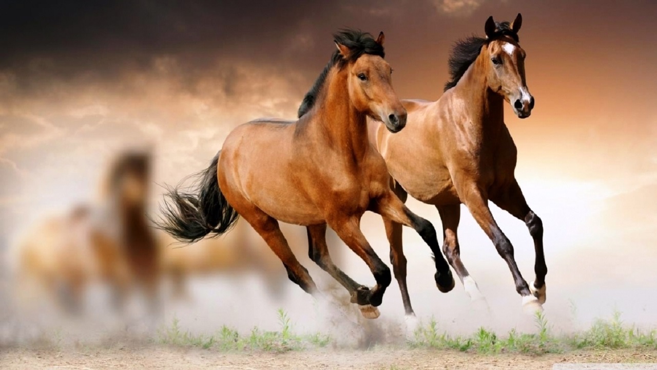 karabag-ve-ahal-teke-atlari-uzerine-isbirligi-gorusuldu