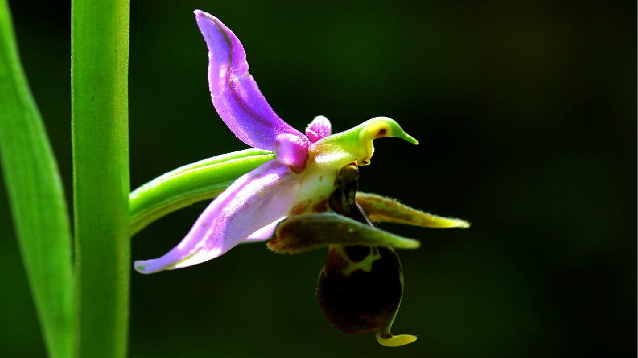 susa-9-uluslararasi-haribulbul-muzik-festivalina-hazirlaniyor
