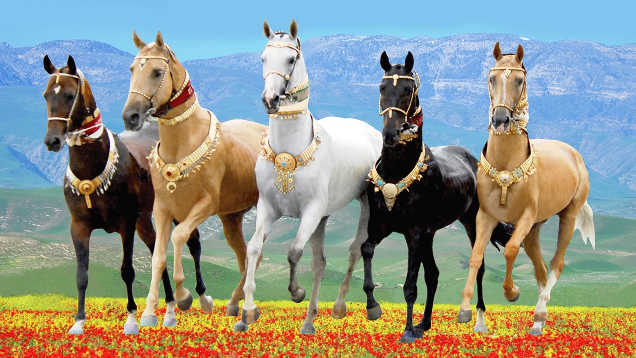 aygitli-isimli-at-dunya-sampiyonu-oldu-dogu-nun-incisi-secildi
