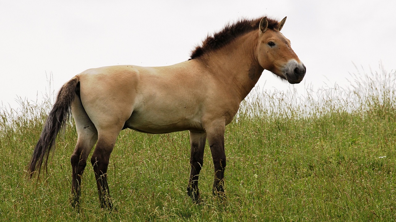 bozkirin-kadim-sahipleri-geri-donuyor-przewalski-atlari-kazakistan-da