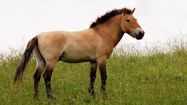 bozkirin-kadim-sahipleri-geri-donuyor-przewalski-atlari-kazakistan-da